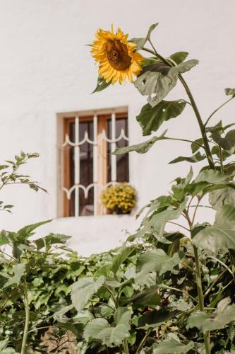 a sunflower on a plant in front of a window at Ferienwohnung im Mühlviertler Panorama Vierseithof in Lembach im Mühlkreis