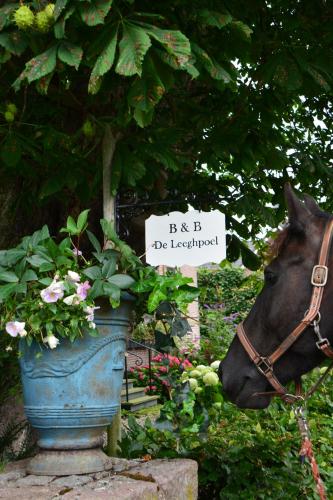 a horse standing next to a flower pot with a sign at B&B De Leeghpoel in Rumpt