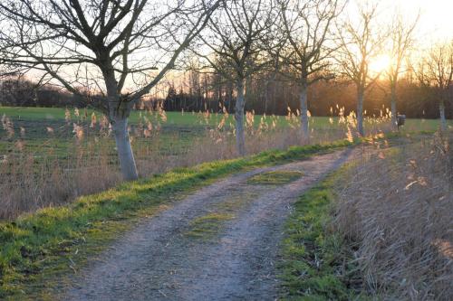 a dirt road in a field with trees at Vakantiewoning Lescaut in Hamme