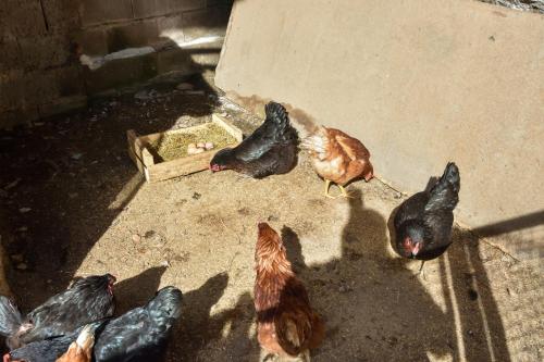 Altri animali domestici presso l'agriturismo o nei dintorni
