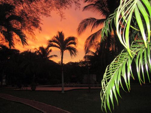 a palm tree with a sunset in the background at spirit of jungle lodge in Sámara