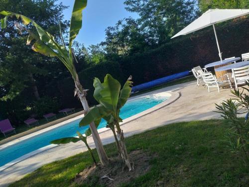 a palm tree next to a swimming pool at Chez Celine et Philippe Chambre atelier dans propriété de charme avec piscine in Le Fossat