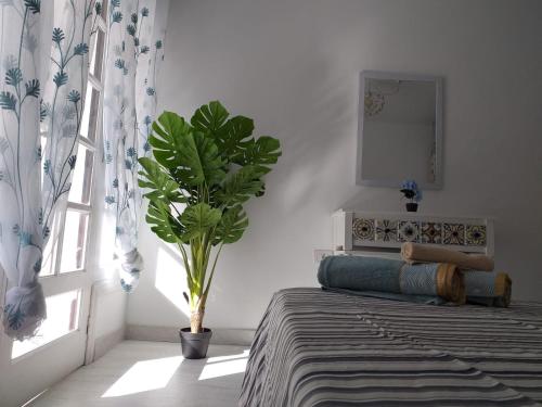 a bedroom with a potted plant and a window at Tropical Loft in Corralejo