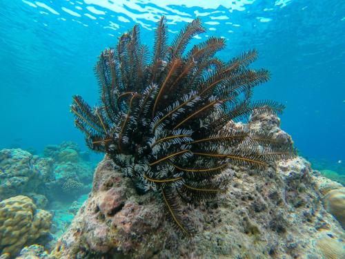 a lionfish on a reef in the ocean at Nemo Inn in Omadhoo