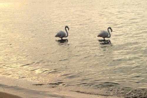 two birds walking in the water on the beach at Blue Whale Hotels in Walvis Bay