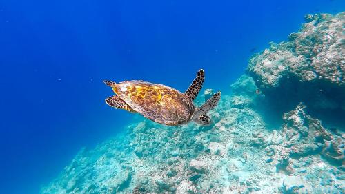 a green sea turtle swimming in the water at Nemo Inn in Omadhoo