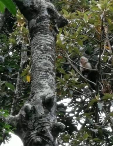 a bird sitting on the side of a tree at Jungle Living Tree Houses in Monteverde Costa Rica