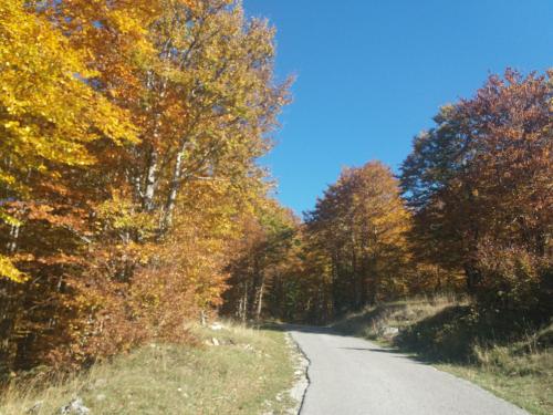 a road in the middle of a bunch of trees at Katun Ljeljenak in Pluzine