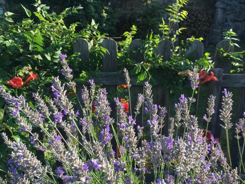 a garden with purple flowers and a wooden fence at Gites de Gobertier in Saint-Alban-dʼAy