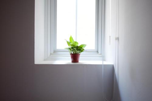 a potted plant sitting on a window sill at Leo 111/Arena Ruifeng in Kaohsiung