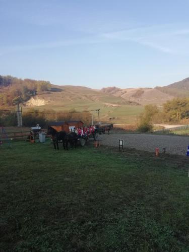 a group of horses are standing in a field at Dara's Camping in Prod