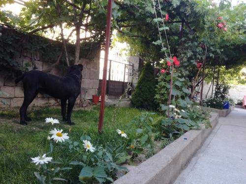 Κήπος έξω από το Acan Apart günlük kiralık ev daire Ürgüp