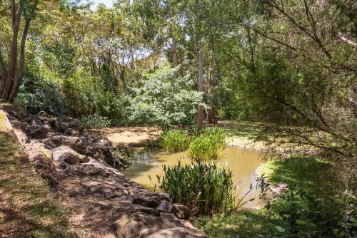 a small pond in the middle of a forest at Karen Gables in Nairobi