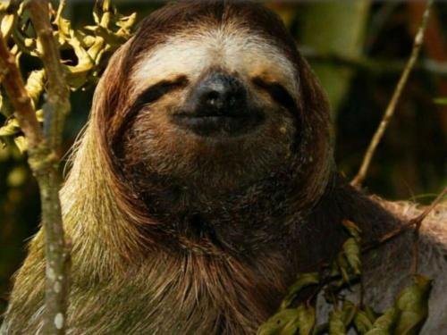 a close up of a sloth in a tree at Hotel Casa Conley Del Mar in Puerto Viejo