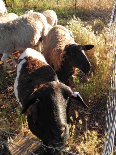 a group of sheep standing in the grass at Glenview Alpaca Farm in Yass