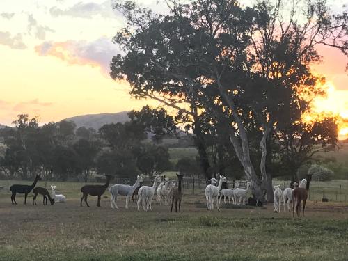a herd of horses and horses standing in a field at Glenview Alpaca Farm in Yass