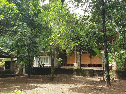 Taman di luar Jungle House