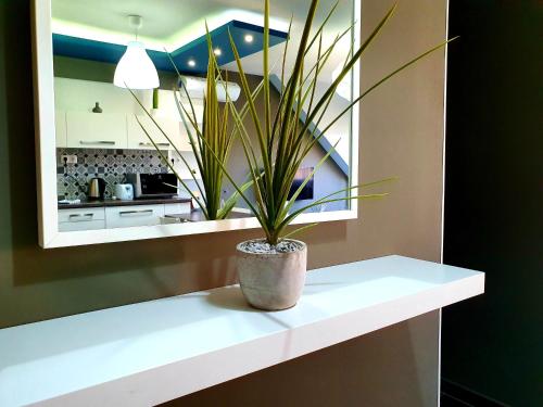 a potted plant sitting on a counter in a kitchen at INTRO Apartman in Sárvár