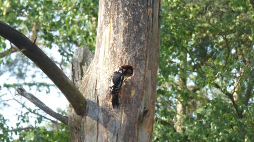 a bird is standing on the side of a tree at Landgoed ISVW in Leusden
