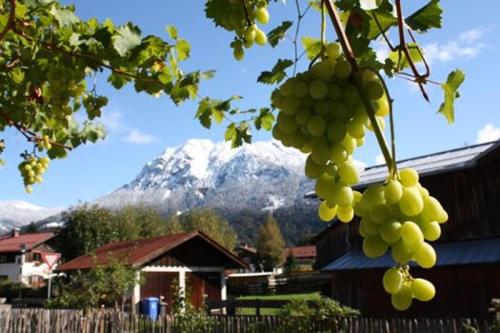 Banda zielonych winogron wiszących na drzewie w obiekcie Gästehaus Alpin w mieście Oberstdorf