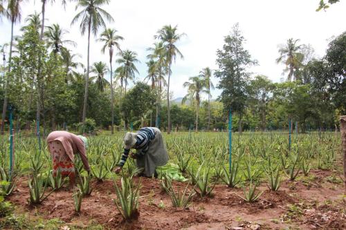 two women working in a field of crops at Eco Village Kalundewa in Dambulla