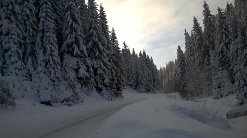 a snow covered road in a forest with snow covered trees at Planinska kuća MAK in Jahorina