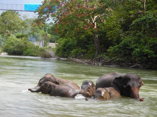 a group of elephants standing in the water at AMBOW Homestay Jungle Trekking & Village Tour in Bukit Lawang