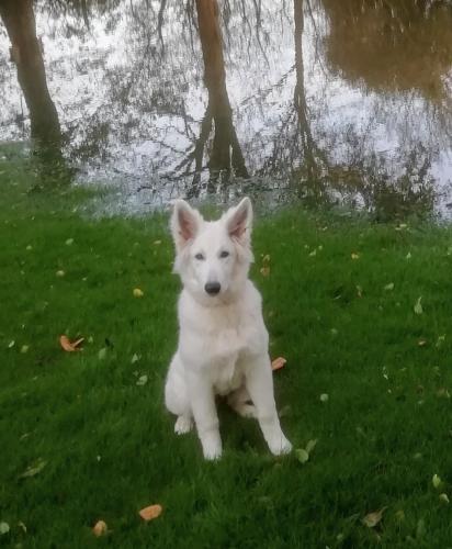 a white dog is sitting in the grass at Grambo Bed & Breakfast in Tommerup