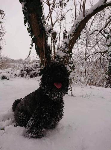 a black dog laying in the snow at Málna Major in Mályinka