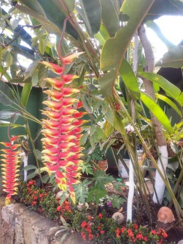 a plant with a long red flower in a garden at APARTAHOTEL TAYAMBE in La Mesa