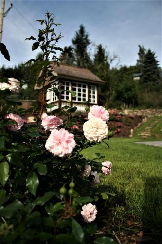 a bunch of pink roses in front of a house at Pension GRANTL in Kašperské Hory