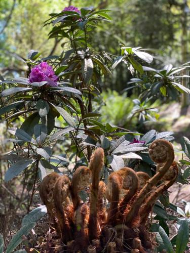 a plant with a purple flower and austed chain at Lochiel Luxury Accommodation in Olinda