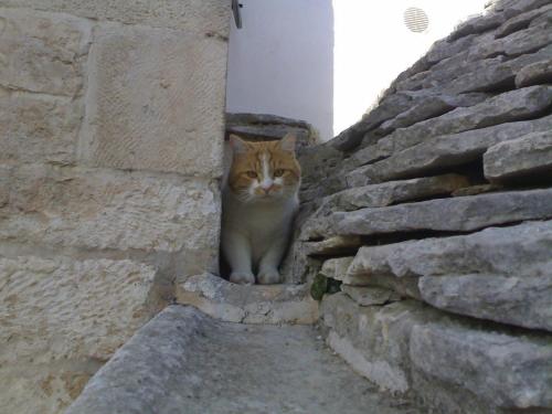 a cat sitting in a corner of a stone wall at L'Isola Felice e Trulli Sotto Le Stelle in Castellana Grotte