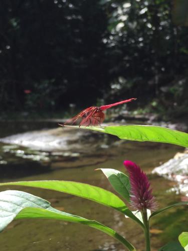a red butterfly perched on top of a plant at Wanakaset Forest Glamping in Kitulgala