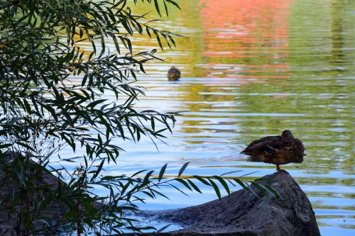 
a duck standing on top of a rock near a body of water at The Rilano Hotel Deggendorf in Deggendorf
