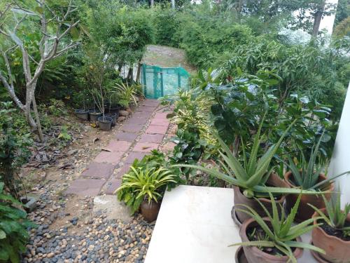 a garden with plants and a stone pathway at Perfect Sea View Mountain Villa Koh Samui in Chaweng