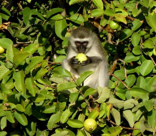 Animales en la casa de huéspedes o alrededores