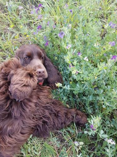 a brown dog laying in a field of flowers at Valhalla puhkemaja Hiiumaal in Hiiessaare