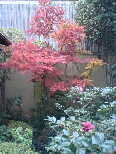 a tree with red leaves in a garden at Tsubakiso in Nara