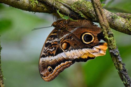 a butterfly is sitting on a tree branch at Las Pavitas Arenal Suites in Fortuna