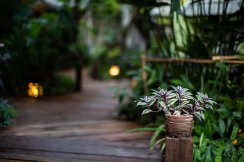 a plant in a pot on a walkway at The Twenty Lodge- SHA Extra Plus in Chiang Mai