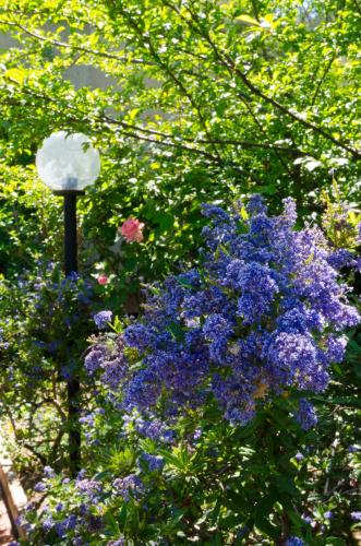 a bunch of purple flowers in a garden at Il Giardino di Matilde in Perugia