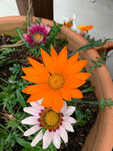 two orange and white flowers in a pot at Recanto da Sol in Florianópolis