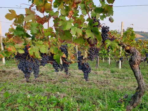 a bunch of red grapes hanging from a tree at Ferrarotti in Clavesana