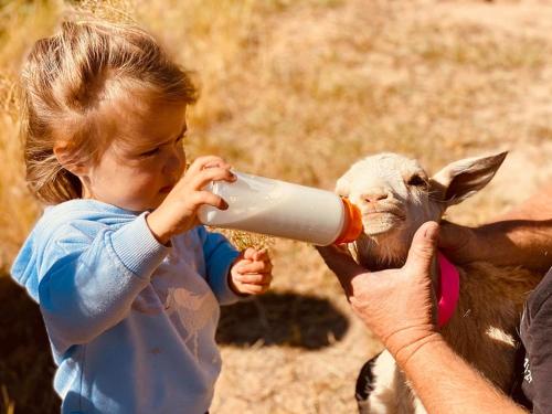 a little girl feeding a baby goat from a bottle at Glenview Alpaca Farm in Yass