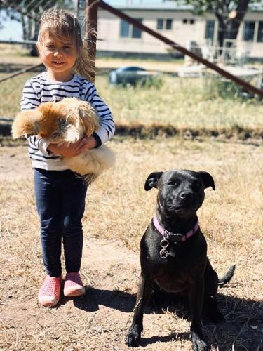 a little girl standing next to a black dog at Glenview Alpaca Farm in Yass