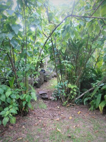 a path through a forest with trees and plants at Les Manguiers in Deshaies