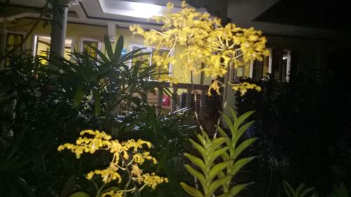 Taman di luar Xylla Guesthouse