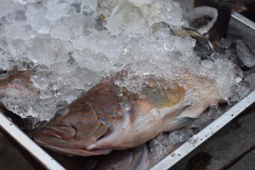 a fish in a container with ice on it at Mr. Chuoi Bar and Hut in Ko Phra Thong