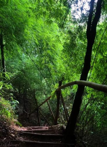 a wooden bridge in the middle of a forest at Villa Chitchareune 2 in Luang Prabang